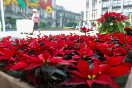 Festival de Nochebuena en Reforma, apoya el consumo de esta flor mexicana