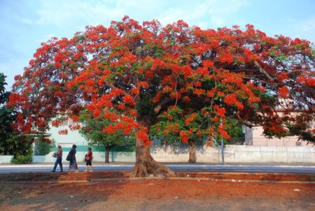 El asombroso flamboyán o árbol de la Malinche que resurge en Primavera (FOTOS)