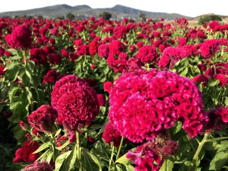 La curiosa historia de la flor de terciopelo en México