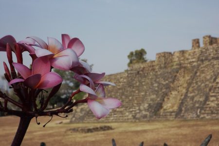 La flor de mayo, Cacaloxóchitl, flor del cuervo o Sak-Nikté es una flor preciosa