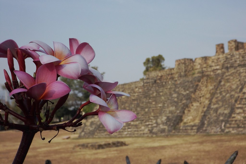 La flor de mayo, Cacaloxóchitl, flor del cuervo o Sak-Nikté es una flor preciosa