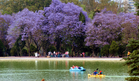 Primavera anticipada: ¿por qué florecen las jacarandas de la CDMX en pleno invierno?