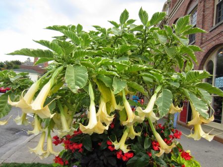 Floripondio, el misticismo de una bella flor de calle