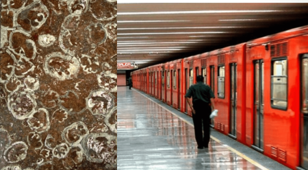 Fósiles marinos, el secreto que ocultan los pisos del Metro de la CDMX