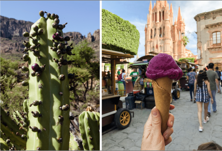 Garambullo, la sabrosa y bella fruta de las cactáceas mexicanas