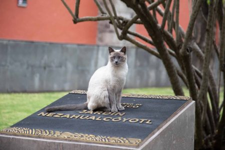 Los 19 gatos de Palacio Nacional tendrán comida y cuidado el resto de su vida