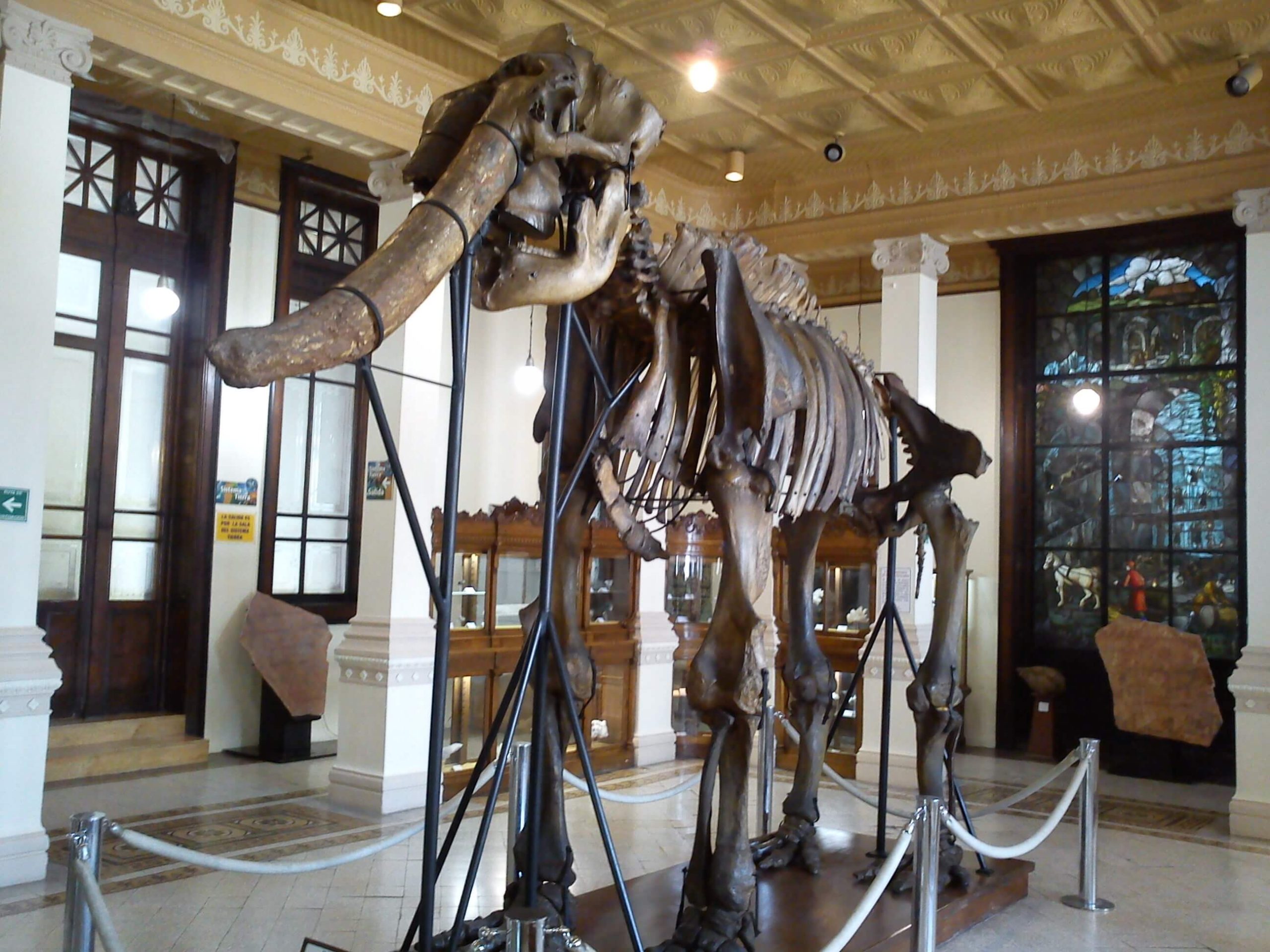 La insospechada historia del mamut que habita el Museo de Geología