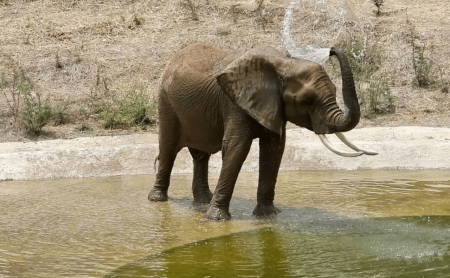 Llega a CDMX la elefanta africana Gipsy, vivirá en un centro de conservación de San Juan de Aragón