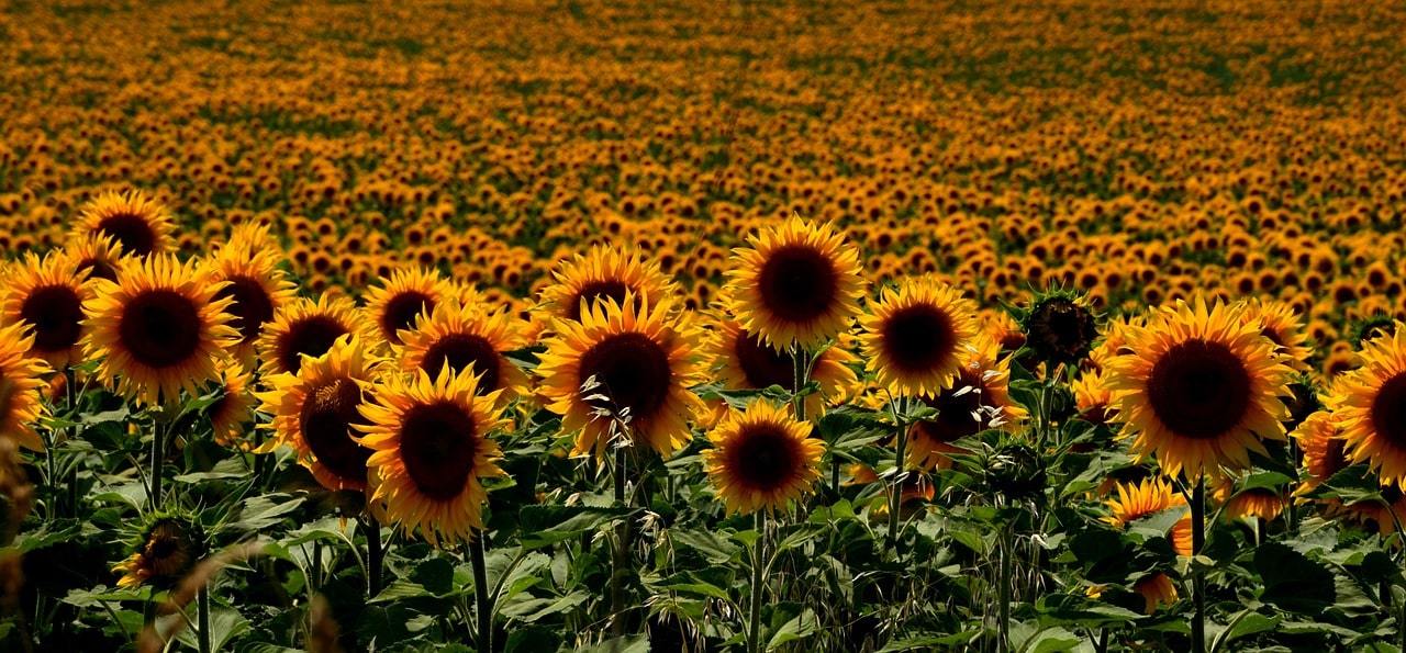 Asombrosas fotos de los campos de girasoles en México