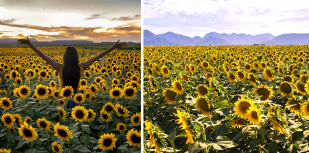 Estos campos de girasoles son uno de los secretos del Estado de Sonora