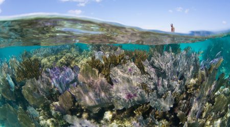 El Gran Arrecife Maya y datos sorprendentes de su espectacular biodiversidad