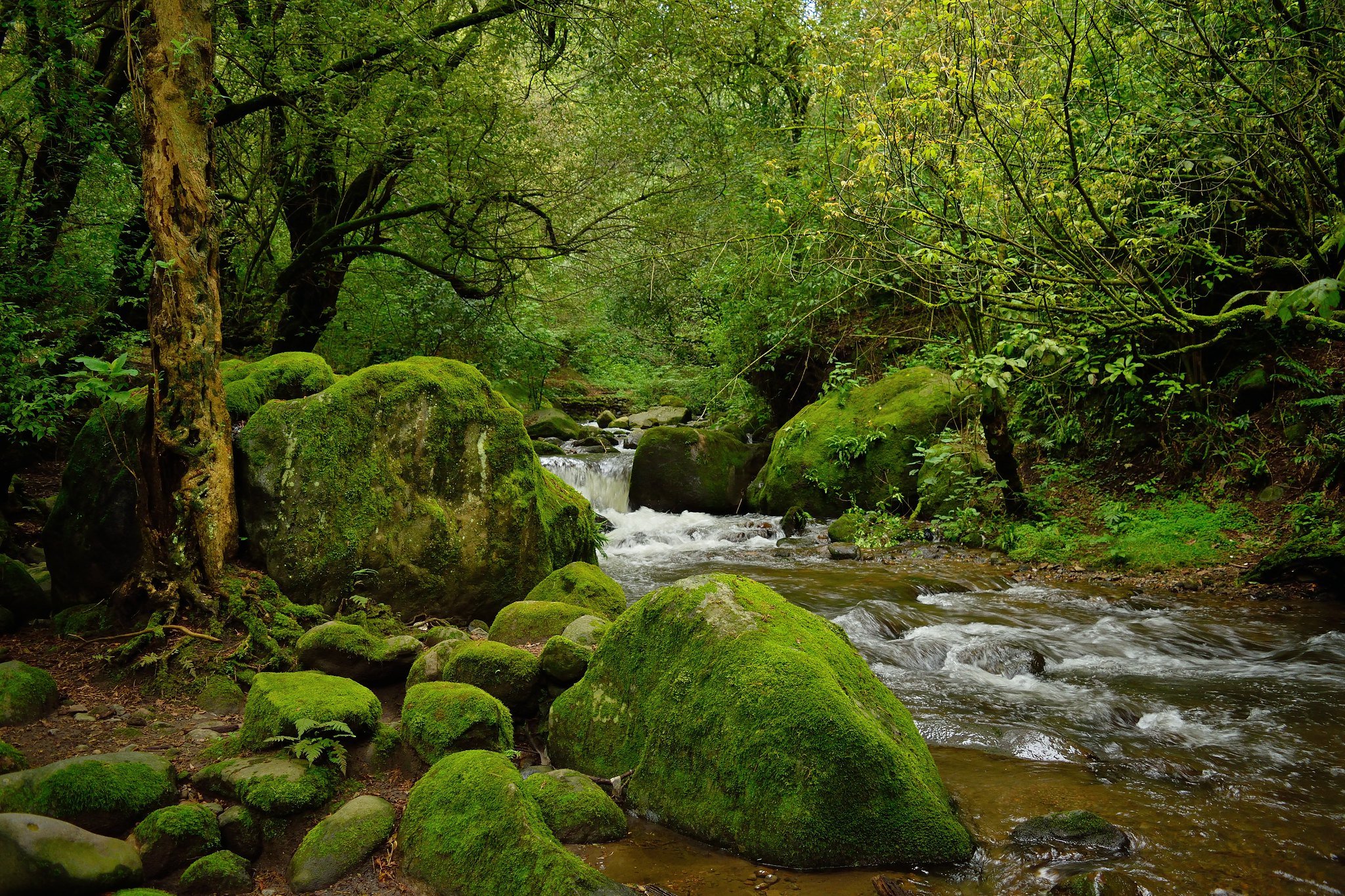 El Gran Bosque de Agua tiene el 2% de la biodiversidad mundial