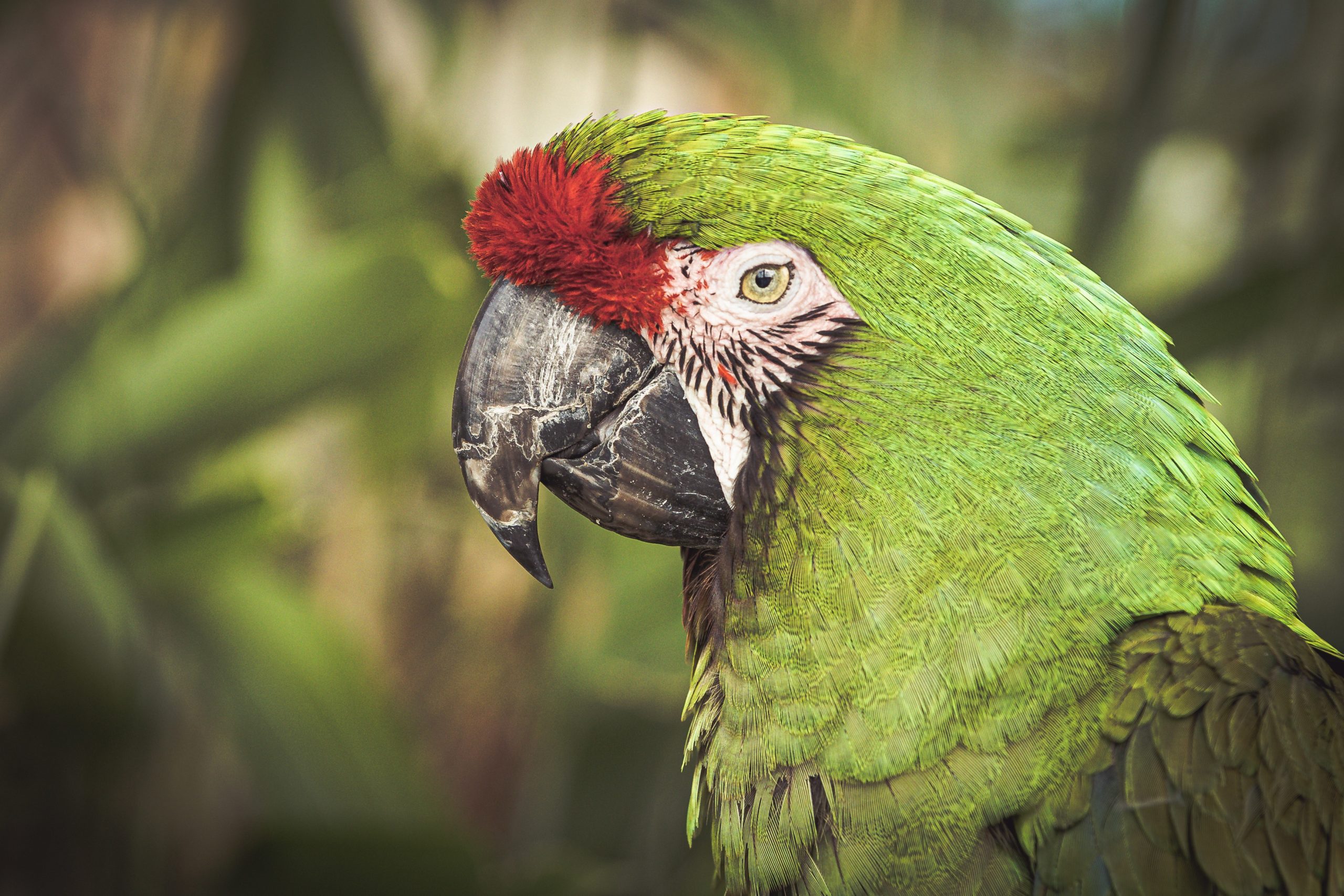 Las gloriosas guacamayas verdes de la Reserva Cuicatlán-Tehuacan