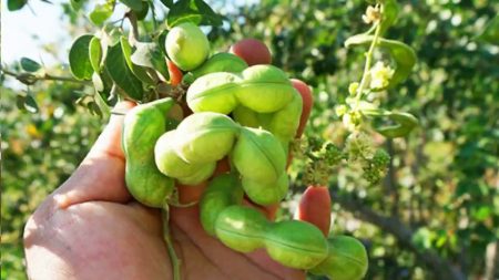 La vaina del Guamúchil es un fruto dulce mexicano que tienes qué conocer