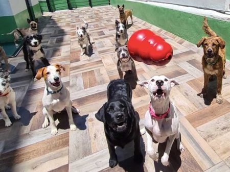 Abre el primer hotel para perros y gatos abandonados en la CDMX