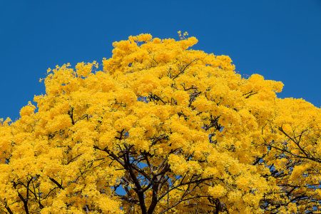 El guayacán, es un árbol medicinal supremo y gratamente precioso