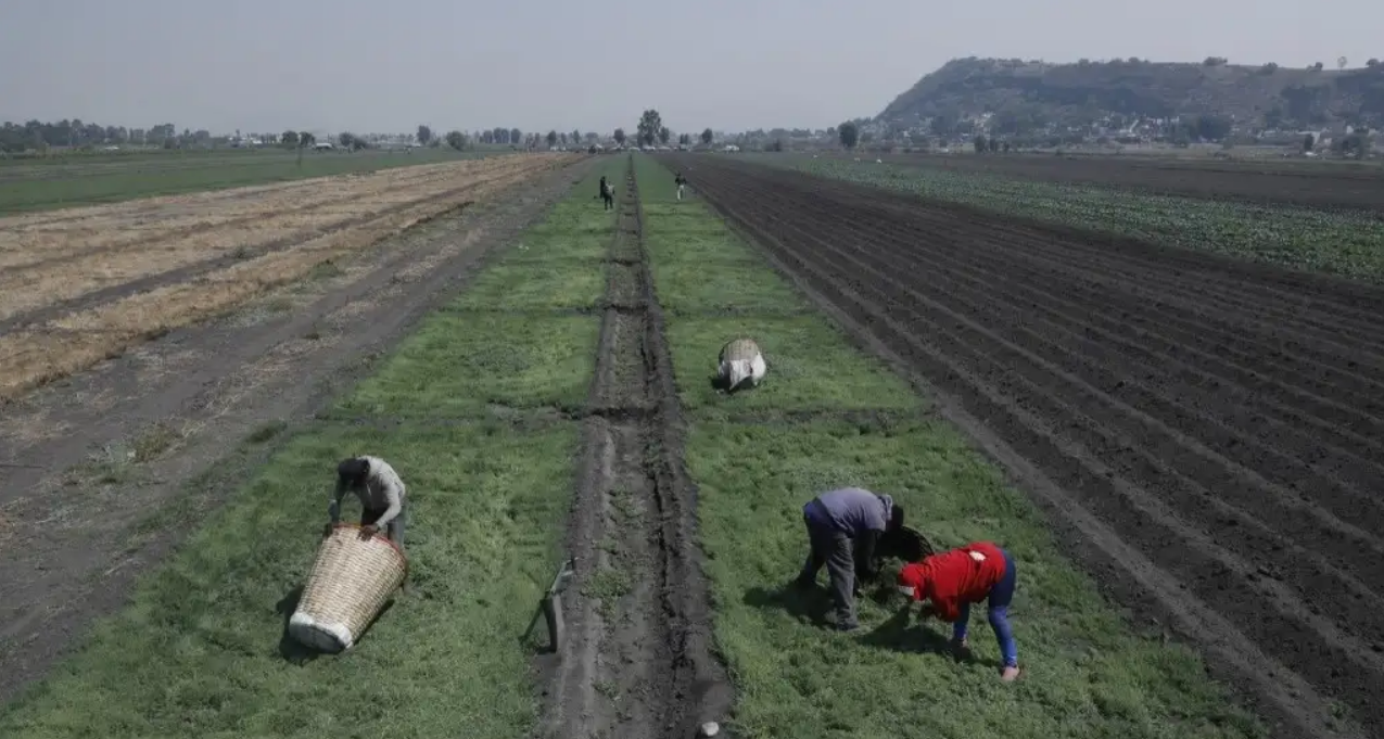 Romeritos, el platillo mexicano con el que apoyas al campo y a los migrantes haitianos