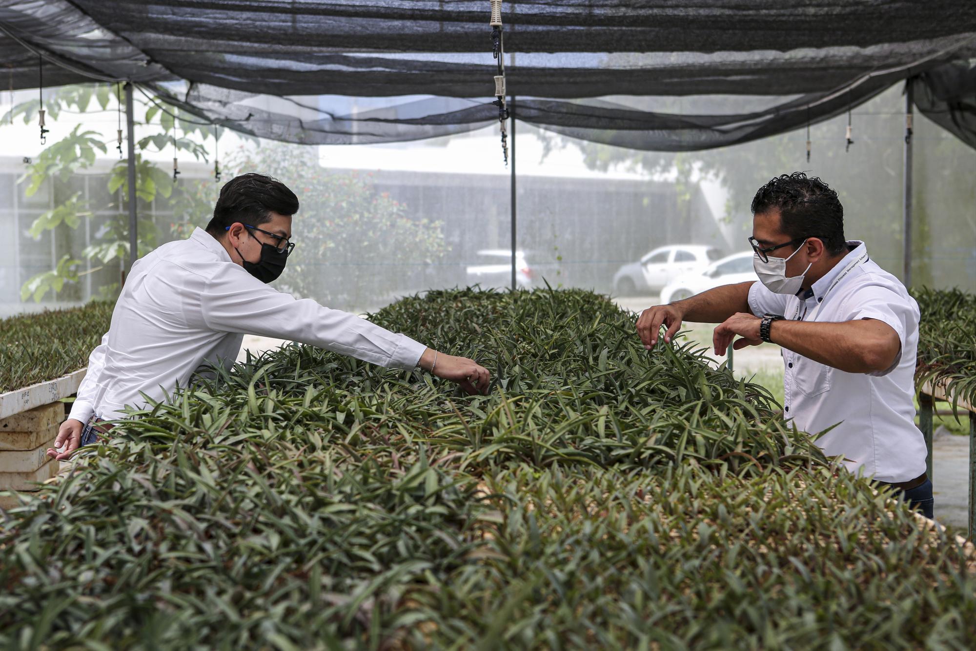 Henequén élite: agave con mejoramiento genético al rescate del oro verde maya