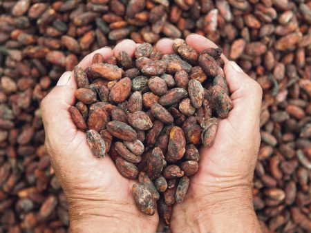 Historia del Cacao: la comida de los dioses prehispánicos