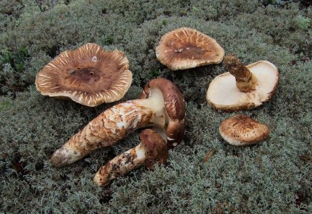 Hongo matsutake, de la mixteca oaxaqueña para el mundo