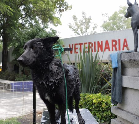 El maravilloso y gratuito Hospital Veterinario de Enseñanza en la CDMX