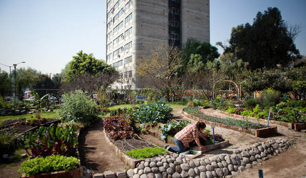 Conoce el huerto comunitario donde vecinos aprenden a cosechar su propia comida