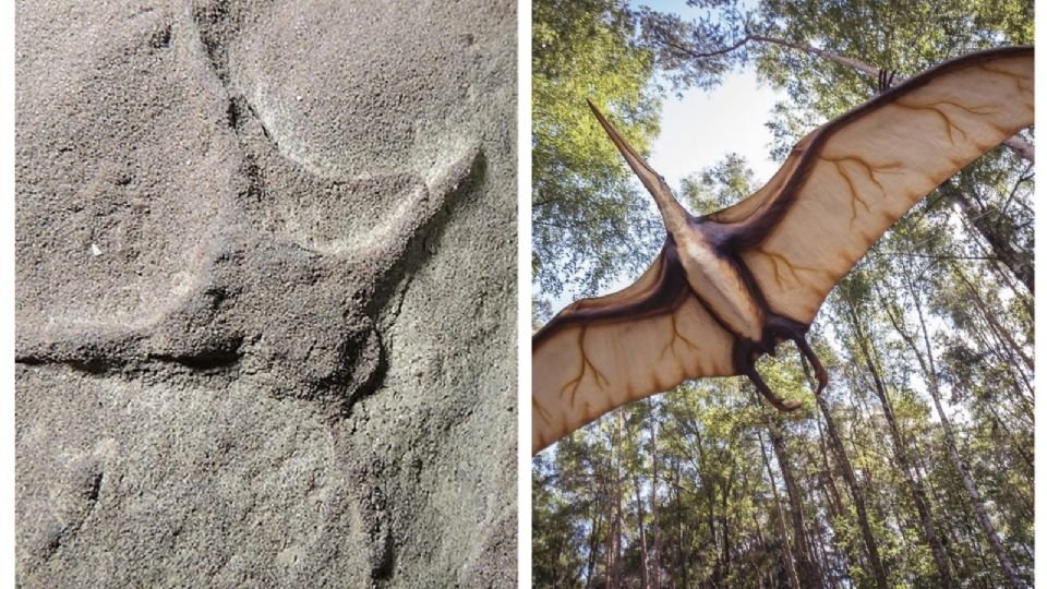 Descubren huellas de aves de hace 66 millones de años en Coahuila