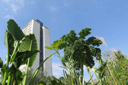 Huerto Tlatelolco: una travesía por el mundo de la agricultura urbana