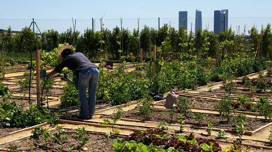 El huerto urbano más grande de Latinoamérica está en la CDMX