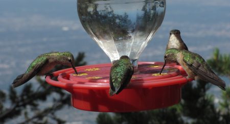 Colibríes: pequeños rayos de sol que guiaron a los aztecas rumbo al valle de México