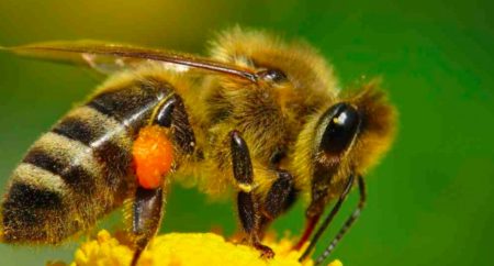 Diseñadores mexicanos se unen para salvar a la abeja melipona, endémica de Yucatán