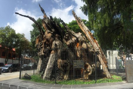 La historia del Árbol de la Noche Triste, recién renombrado "Noche Victoriosa"