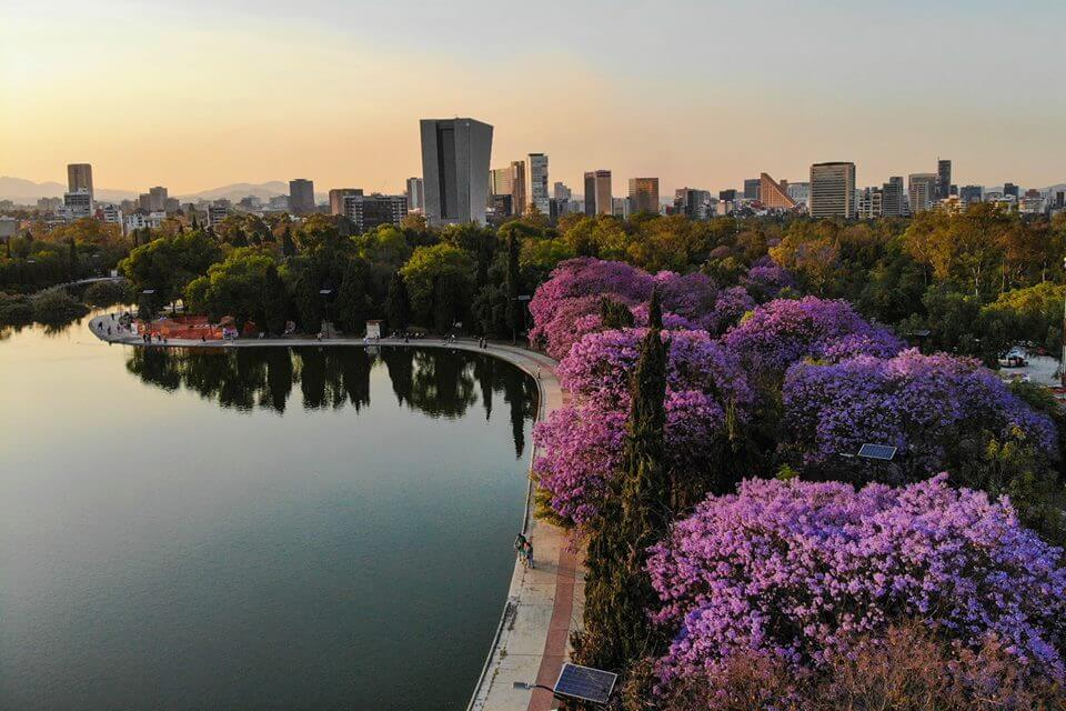 La preciosa primavera en la Ciudad de México por Toni François (FOTOS)