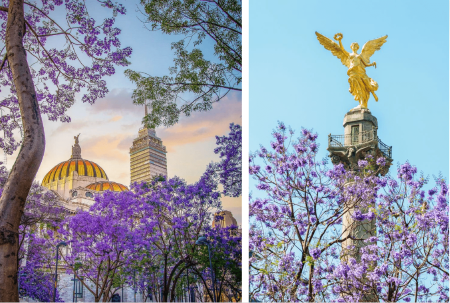 Leyendas que explican cómo fue que llegaron las jacarandas a la CDMX