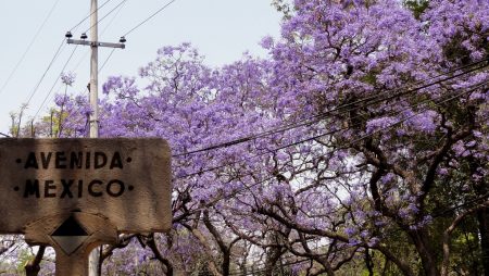 El poético regreso de las jacarandas en fotos