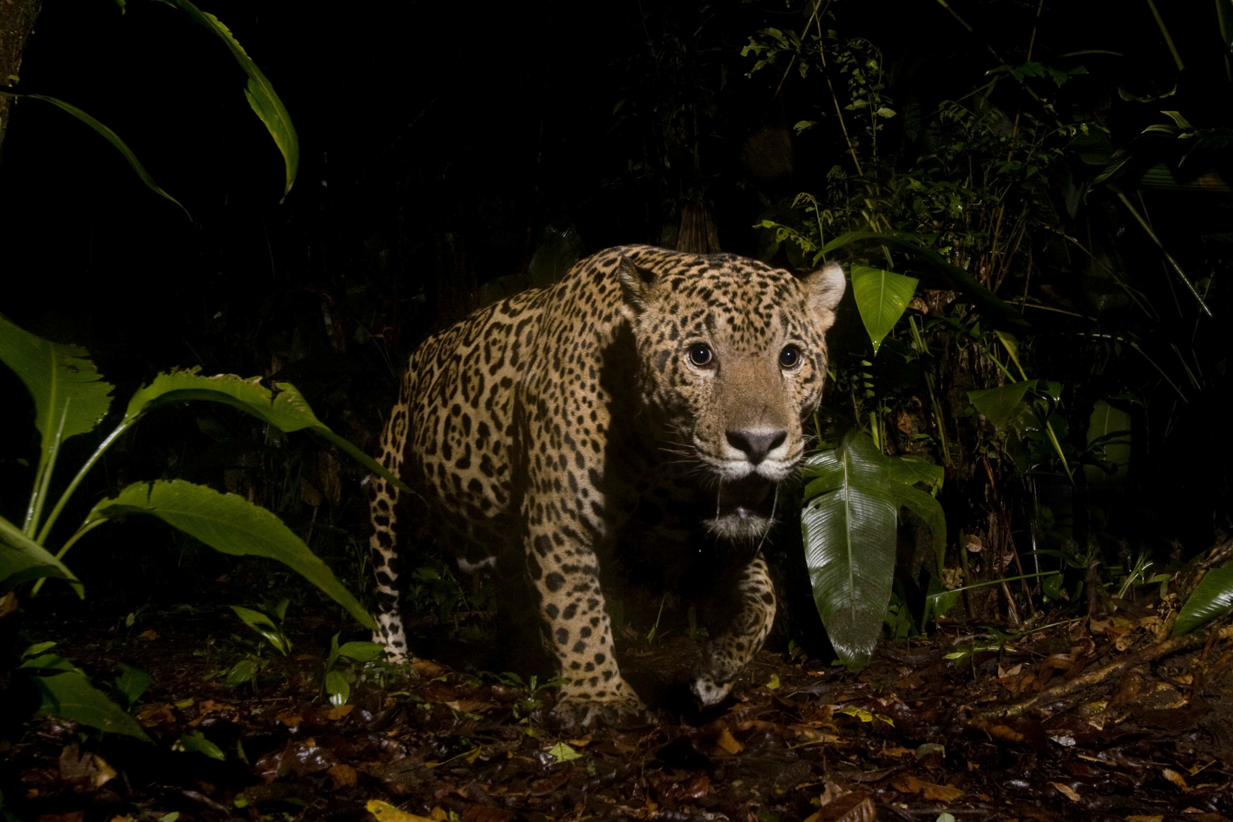 El glorioso regreso del jaguar a la frontera de México-Estados Unidos