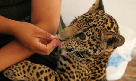 México tiene el primer hospital para animales salvajes de Latinoamérica