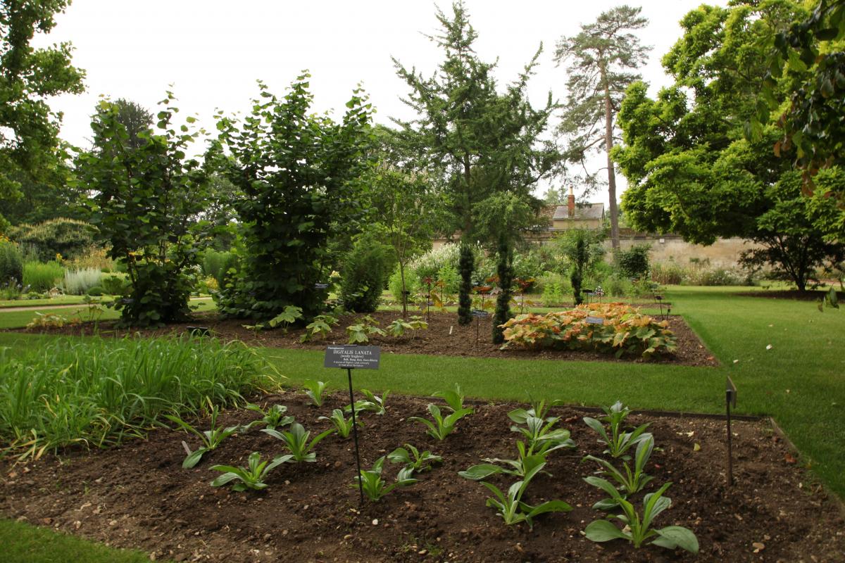 Jardín Xochitlalyocan, un maravilloso jardín de plantas medicinales y aromáticas