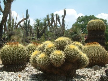 El Jardín Botánico de la UNAM, un conservatorio de la historia herbaria de México