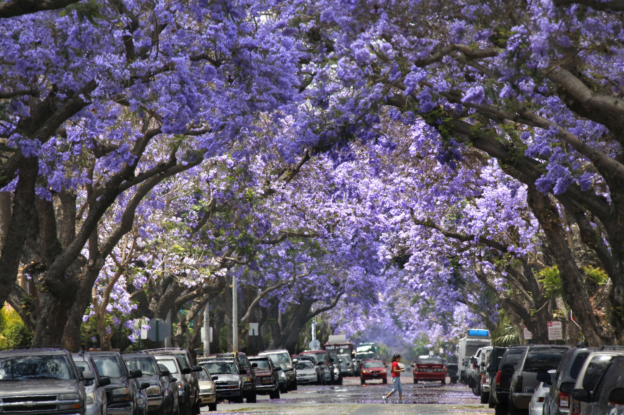 La primavera llega a la ciudad, las jacarandas de la CDMX