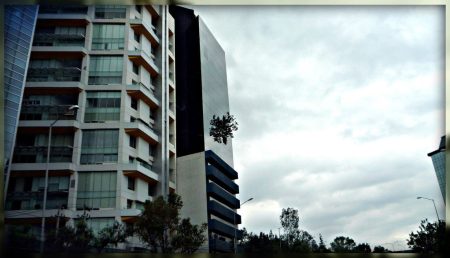 Un árbol, literalmente, sale de la pared de un edificio: La Torre del Árbol