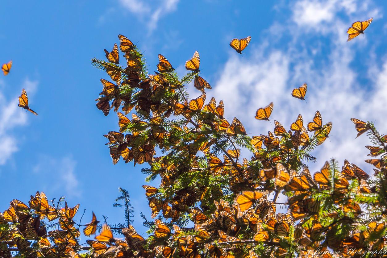 Santuarios para ver a las Mariposas Monarcas alrededor de CDMX, antes que se vayan