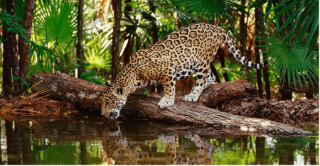 ¡La exuberante Selva Lacandona llega al Metro Viveros!