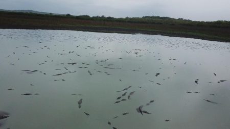 El regreso de los cocodrilos a la laguna de Chac Luc