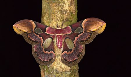 La poderosa leyenda de Itzpapálotl, la mariposa de obsidiana chichimeca