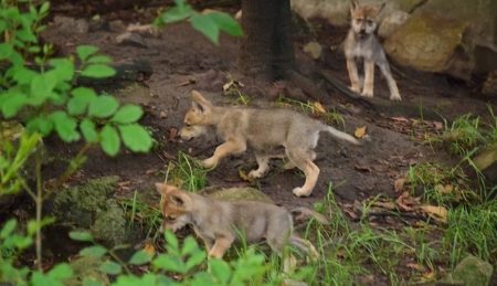 Nacen seis crías de lobo mexicano en el Zoológico de Chapultepec