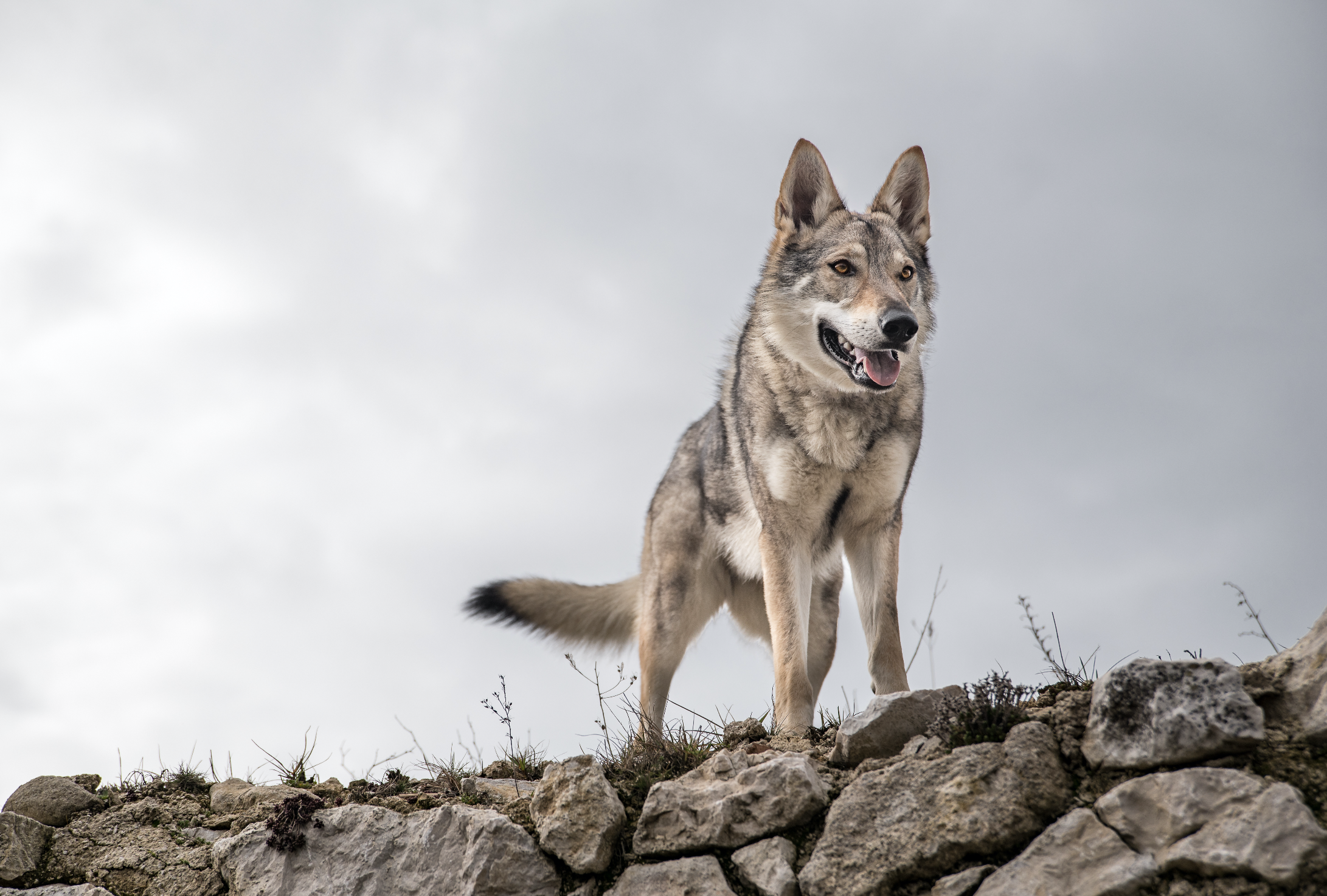 Así es como se preserva el Lobo Mexicano fuera de territorio nacional