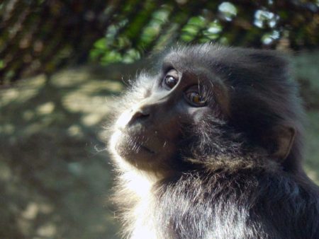 Ya podemos visitar a los macacos tonkeana en el zoológico de Chapultepec