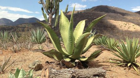 La leyenda del maguey, el regalo de los dioses