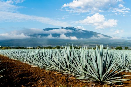 El Maguey es un gran aliado en la lucha contra el cambio climático